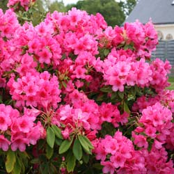 Rododendro rosa 'Anna Rose Whitney'